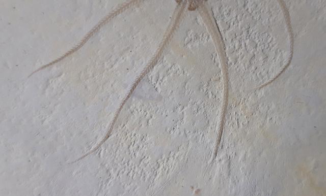 Geocoma carinata (GOLDFUSS 1833) - Bild &copy; FossNet FossilienStore